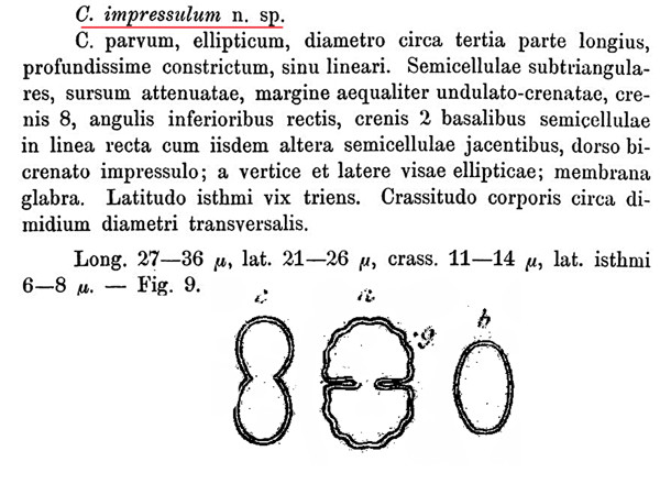 Cosmarium impressuliforme F.A.C.Kouwets #83029