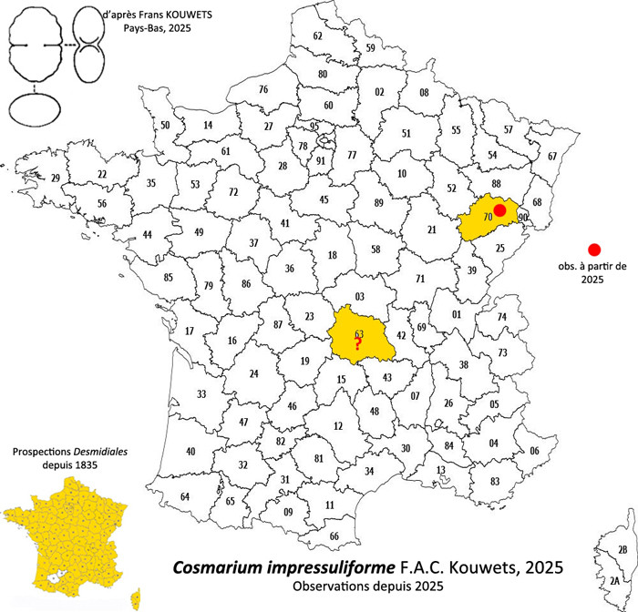 Cosmarium impressuliforme F.A.C.Kouwets #83027