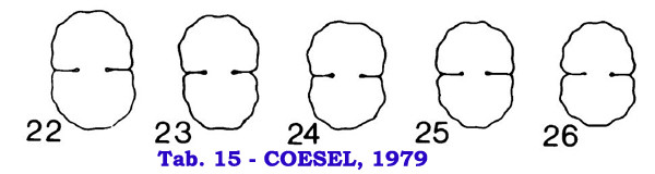 Cosmarium impressuliforme F.A.C.Kouwets #83028