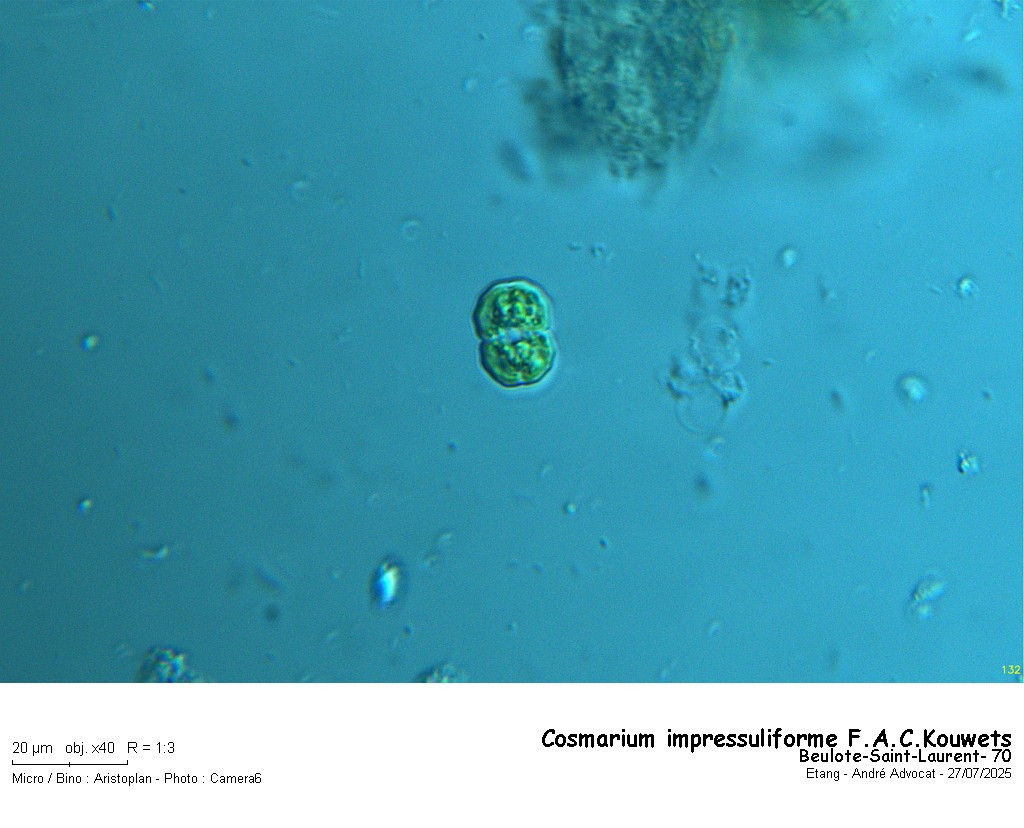 Cosmarium impressuliforme F.A.C.Kouwets #82987