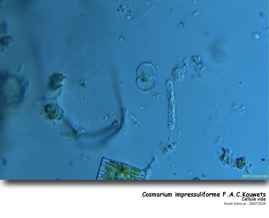 Cosmarium impressuliforme F.A.C.Kouwets #82988