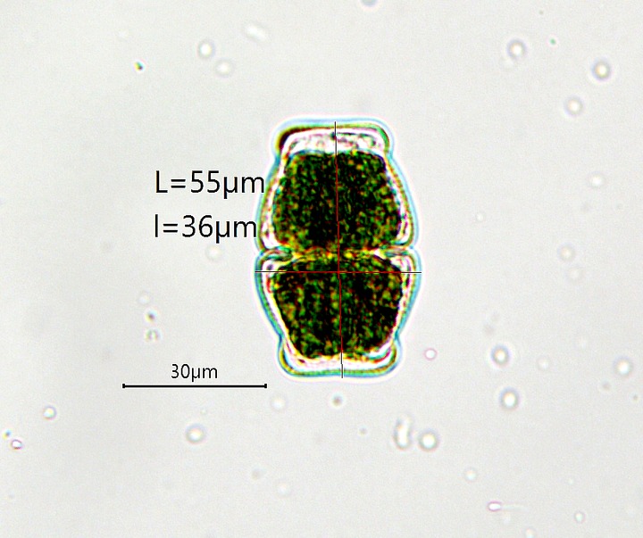 Cosmarium integrum (P.Lundel) Coesel & Meesters #80489