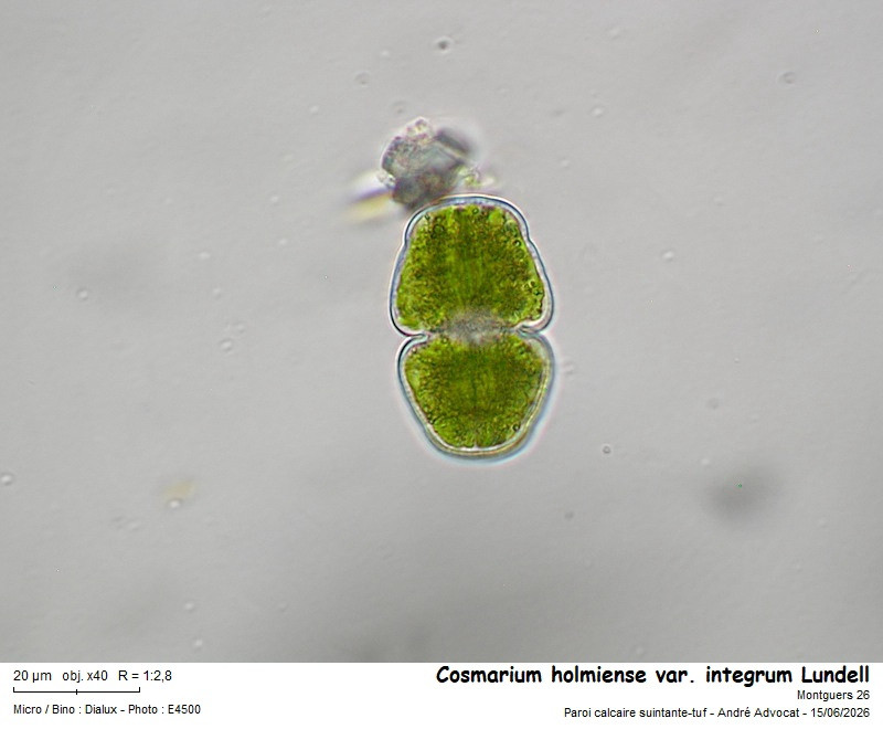 Cosmarium integrum (P. Lundel) Coesel & Meesters #86315