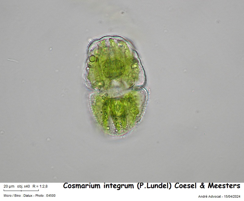 Cosmarium integrum (P. Lundel) Coesel & Meesters #78537