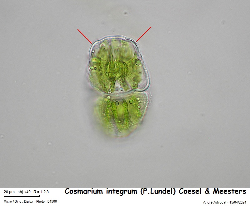 Cosmarium integrum (P. Lundel) Coesel & Meesters #78538