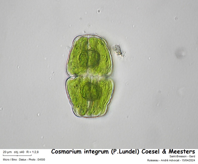 Cosmarium integrum (P. Lundel) Coesel & Meesters #78536