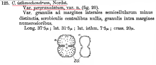 Cosmarium isthmochondrum Nordst.var.decussiferum #82520