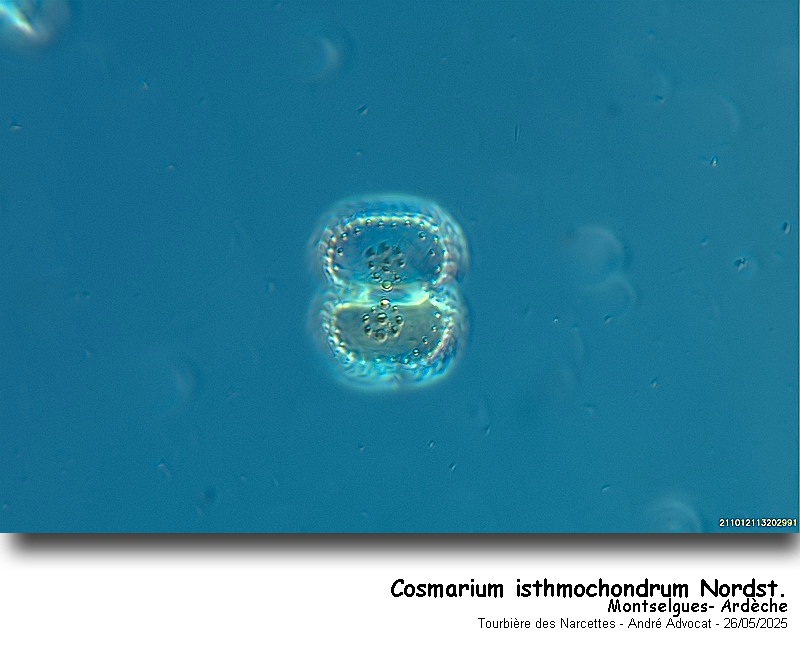 Cosmarium isthmochondrum Nordst.var.decussiferum #82427