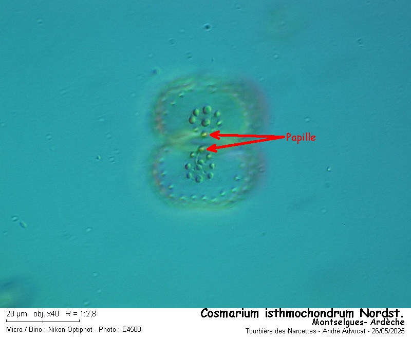 Cosmarium isthmochondrum Nordst.var.decussiferum #82428