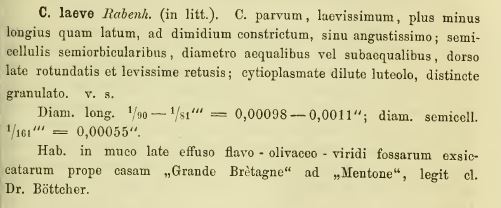 Cosmarium laeve Rabenhorst, 1868 #78187