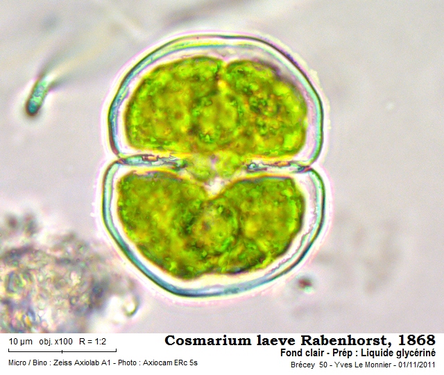 Cosmarium laeve #24773