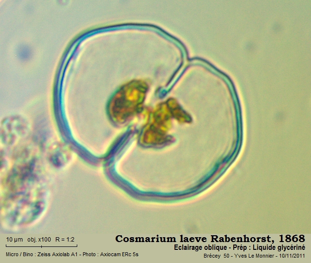 Cosmarium laeve #24774
