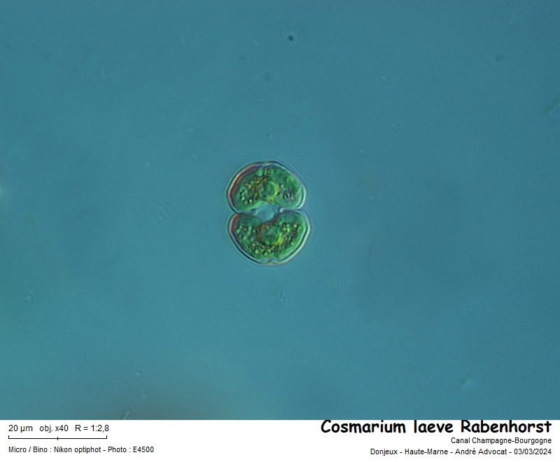 Cosmarium laeve Rabenhorst #78149