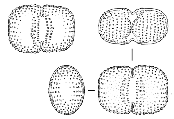Cosmarium lenzenwegeri Stastny & Kouwets 2012 #78344