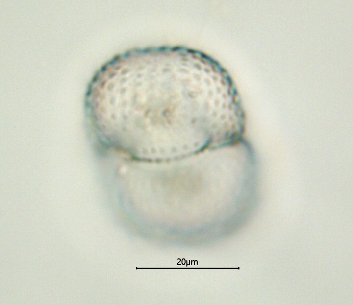 Cosmarium lenzenwegeri Stastny & Kouwets 2012 #78337
