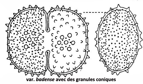 Cosmarium margaritiferum Ralfs #77872