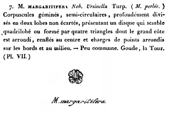 Cosmarium margaritiferum Ralfs #77868