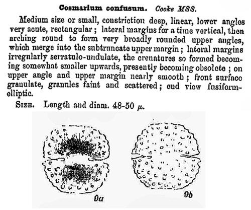 Cosmarium margaritiferum Ralfs #77873