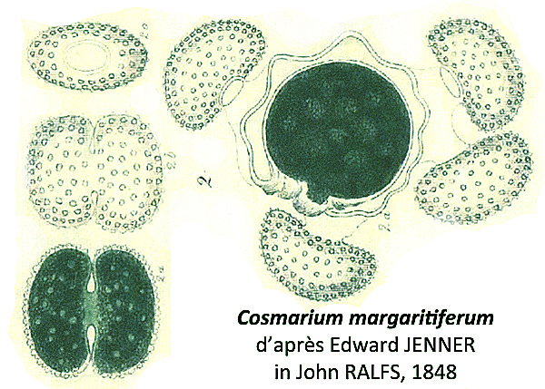 Cosmarium margaritiferum Ralfs #77869