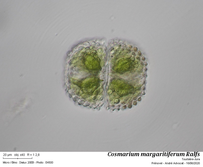 Cosmarium margaritiferum Ralfs #63816