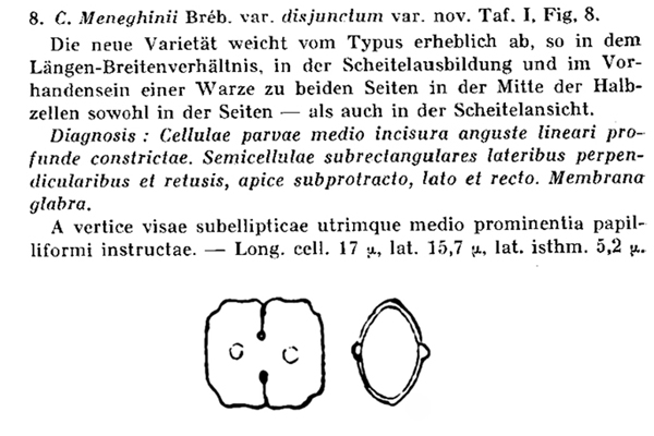 Cosmarium meneghini Brébisson ex Ralfs #78020