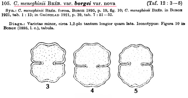 Cosmarium meneghini Brébisson ex Ralfs #82724