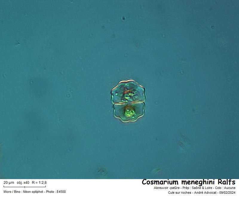Cosmarium meneghini Brébisson ex Ralfs #78005