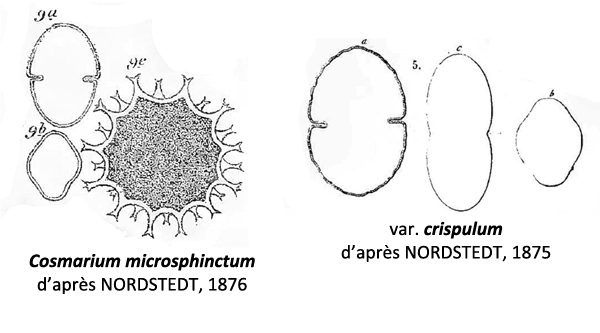 Cosmarium microsphinctum Nordstedt, 1876 #78323