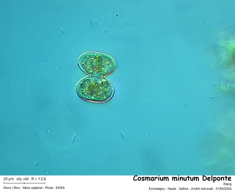Cosmarium minutum Delponte #78982