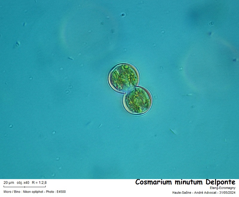 Cosmarium minutum Delponte #78983