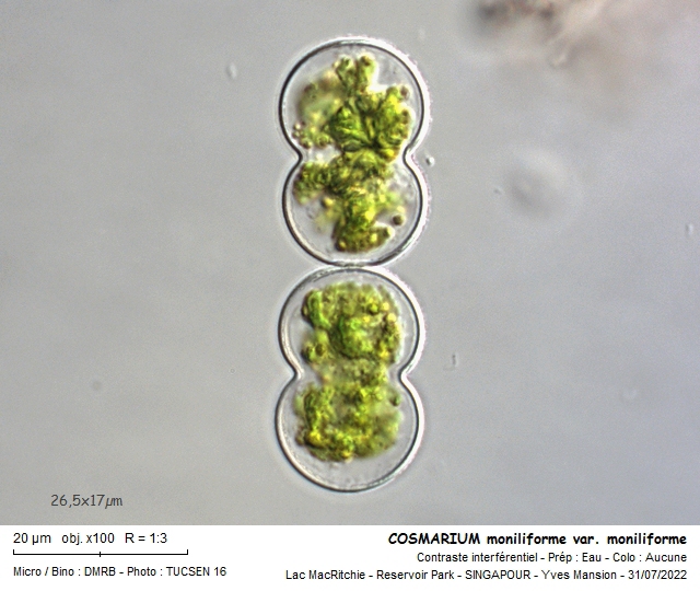 COSMARIUM moniliforme #71528