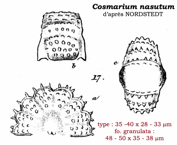 Cosmarium nasutum Nordst #81501