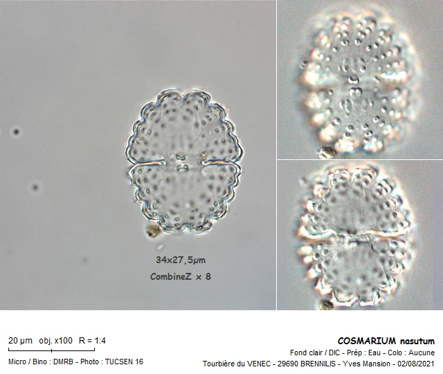 COSMARIUM nasutum #67676