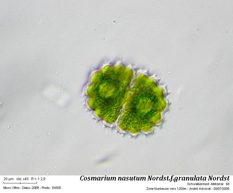 Cosmarium nasutum Nordst #64076