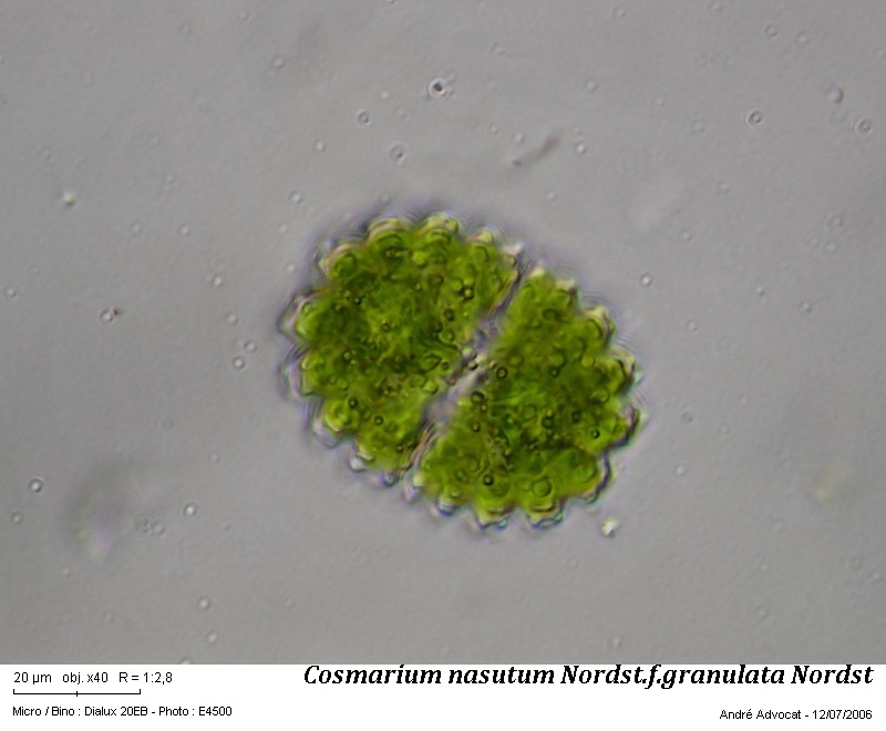 Cosmarium nasutum Nordst #64077