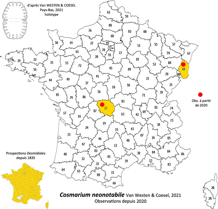 Cosmarium neonotabile Van Westen et Coesel #82977