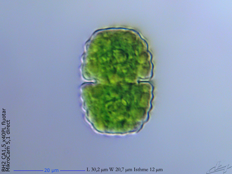 Cosmarium neonotabile Van Westen et Coesel #68966