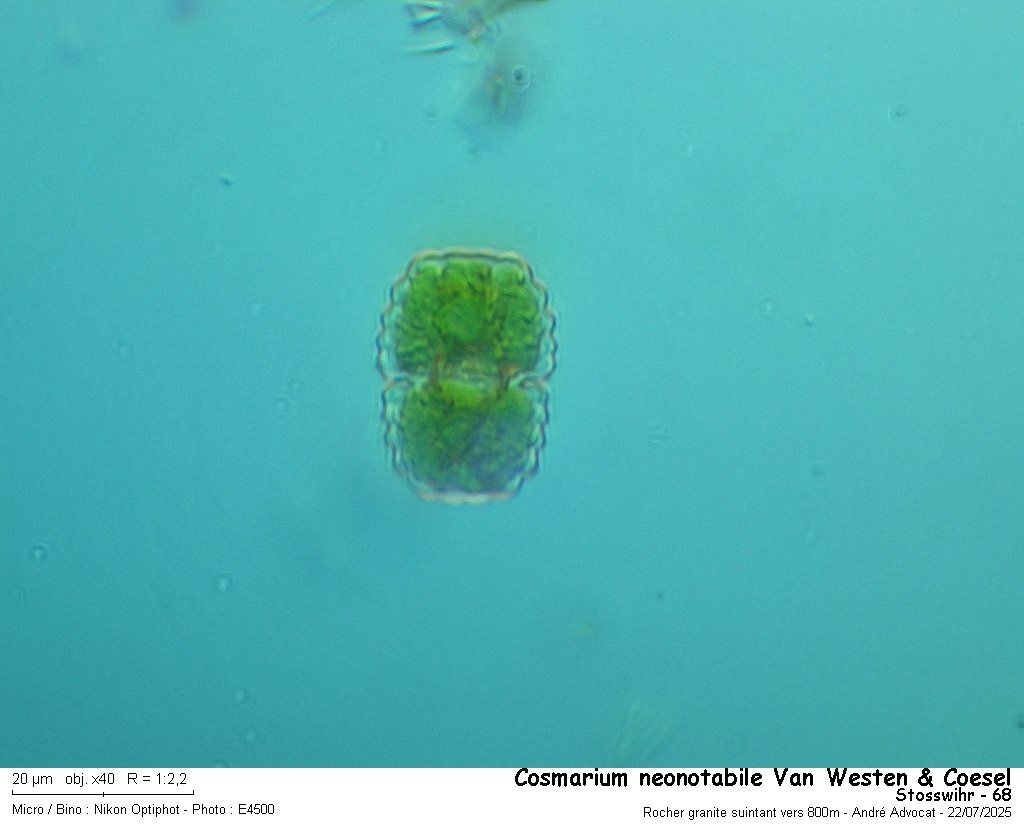 Cosmarium neonotabile Van Westen et Coesel #82947