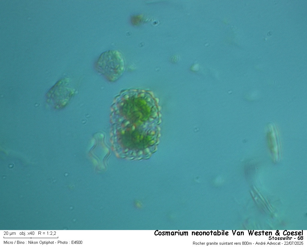 Cosmarium neonotabile Van Westen et Coesel #82948