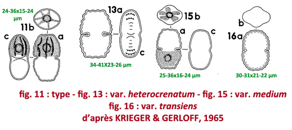 Cosmarium notabile var. subnotabile (Wille) Coesel #78892