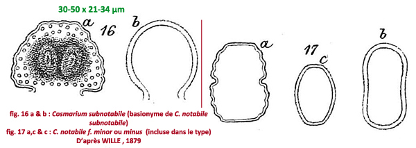 Cosmarium notabile var. subnotabile (Wille) Coesel #78893