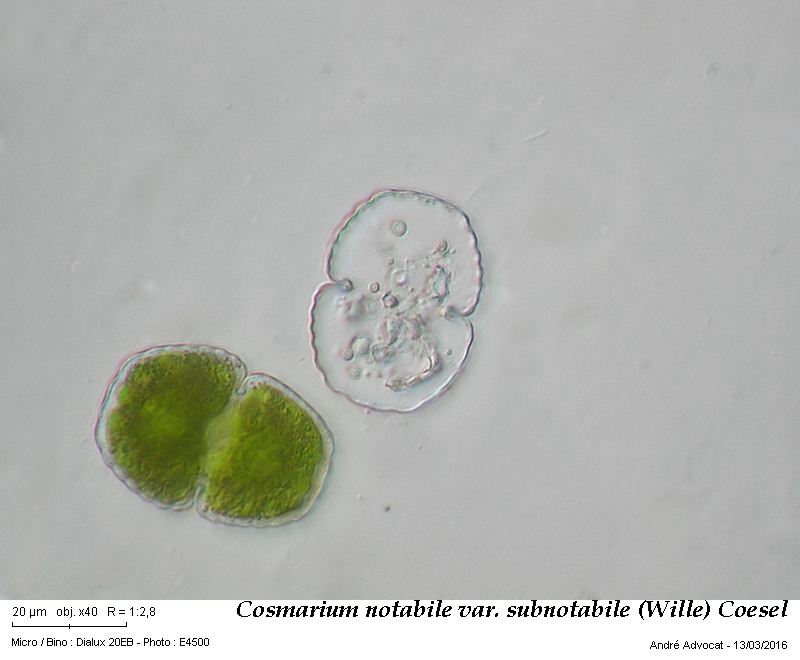 Cosmarium notabile var. subnotabile (Wille) Coesel #44105
