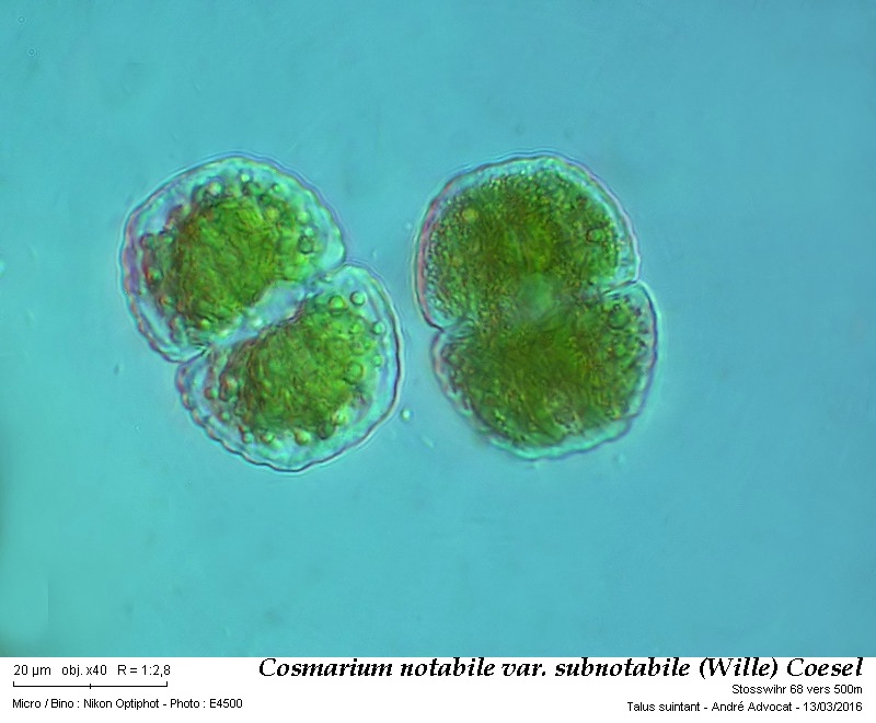 Cosmarium notabile var. subnotabile (Wille) Coesel #44104