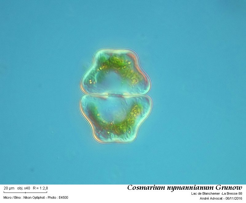 Cosmarium nymannianum Grunow #47518