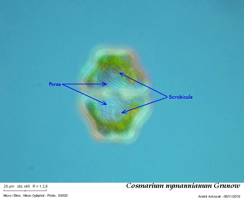 Cosmarium nymannianum Grunow #47526
