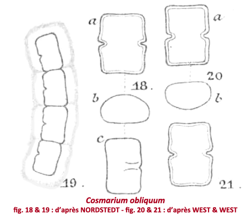 Cosmarium obliquum Nordst. #81116