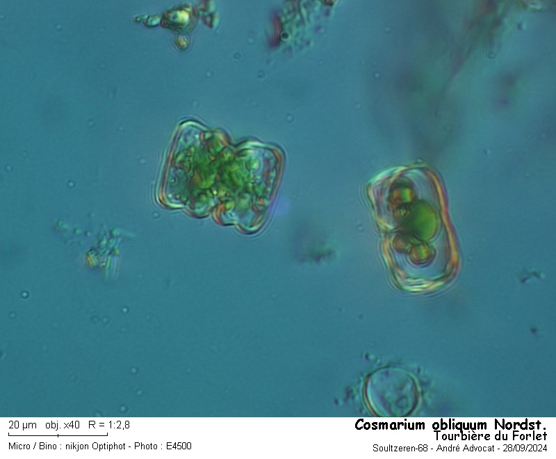 Cosmarium obliquum Nordstedt #80269