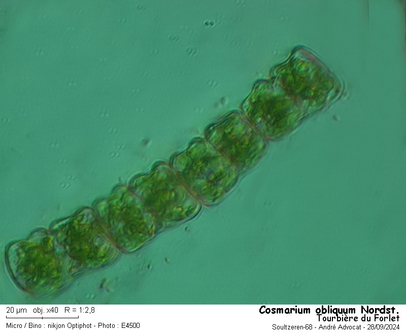 Cosmarium obliquum Nordstedt #80270