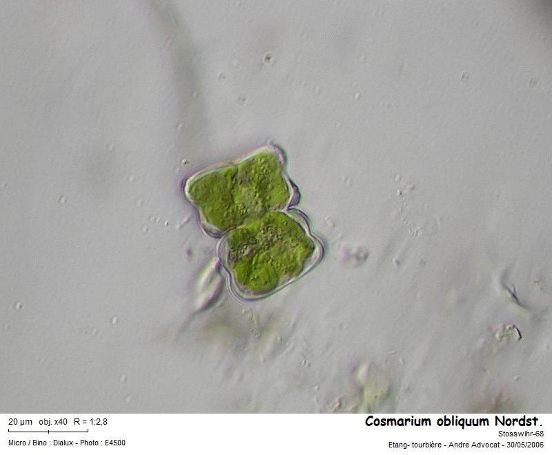 Cosmarium obliquum Nordst. #66548