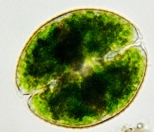 Cosmarium obsoletum #75753